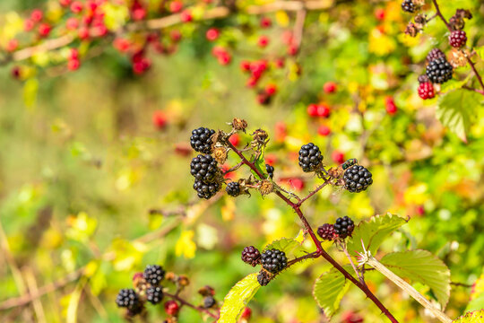 Selective focus of juicy, ripe blackberries in Autumn with a Greenbottle fly on one berry.  Colourful, red hawthorn berries in the background.  Horizontal.  Copy space.