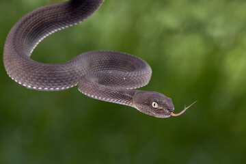 Black mangrove pit Viper closeup on branch, Black solid Pit Viper Closeup on branch	