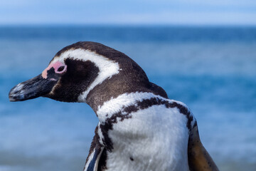 Patagonian penguin close-up of his gaze to the side, well detailed with a blue sea out of focus background,scientific name Spheniscus magellanicus,known as Magellanic penguin, family Spheniscidae