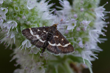 Moth (Pyrausta nigrata) on a mint flower
