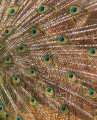 Obraz premium peacock tail feathers as background
