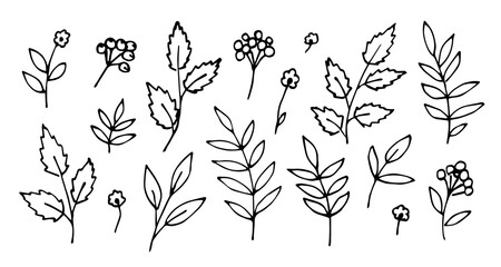 Simple hand drawn vector sketch in ink. Floral set, flowers, branches with leaves, rowan berries, vegetation. Black and white drawing. Autumn seasonal design, leaf fall.