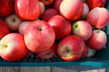 Red apple from organic farm. Harvesting in the garden. Red ripe juicy apples in a plastic box