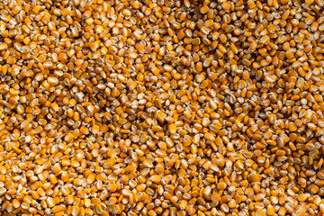 Variety of Creole maize from the Colombian Caribbean region - Zea mays