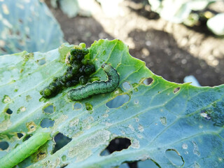 Loss of cabbage crop, plants damaged by caterpillars in the field