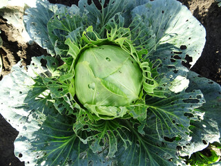 Loss of cabbage crop, plants damaged by caterpillars