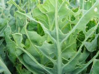 Loss of cabbage crop, plants damaged by caterpillars in the field