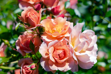 Delicate beautiful cream roses flower with buds among emerald leaves in the garden closeup