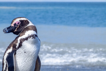 crooked and curious look of a Patagonian penguin with an expression of attention and curiosity,scientific name Spheniscus magellanicus, known as Magellanic penguin, family Spheniscidae