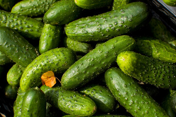 Many small ripe cucumbers.