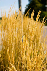 Grass close up selective focus.