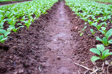 Wet dirt path with green vegetable plants in plantation