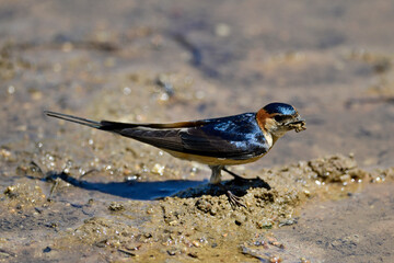 Fototapeta Red-rumped Swallow (Cecropis daurica) collecting nesting material at a mud puddle // Rötelschwalbe (Cecropis daurica) sammelt Nistmaterial an einer Schlammpfütze obraz