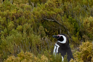 Patagonian penguin alone standing out in nature, nestled in the local vegetation of green, space...