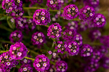 Fototapeta na wymiar Purple Alyssum flowers in the autumn garden.