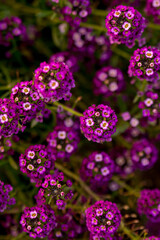 Fototapeta na wymiar Purple Alyssum flowers in the autumn garden.