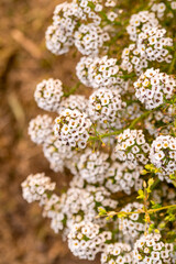 White Alyssum flowers in the autumn garden.