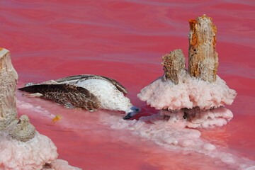 Dead seagull on surface of pink salt lake Sasyk-Sivash, Crimea peninsula