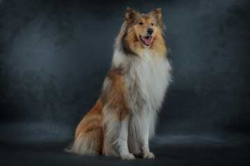 Portrait schöner Collie Langhaar sable white sitzen im Studio, schwarzer Hintergrund