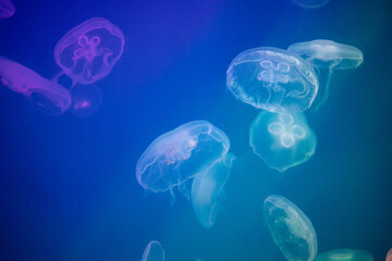 Jellyfish in action in an aquarium, creating a beautiful effect in motion