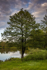 Obraz premium Dawn on the river. the sun's rays illuminate the trees and the pond in the early morning.