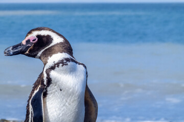 close view of a patagonian penguin squinting its eyes, well focused with an expression of rest or calm on a, scientific name Spheniscus magellanicus, known as Magellanic penguin, family Spheniscidae