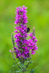 Summer Flowering Purple Loosestrife, Lythrum tomentosum on a green blured background.