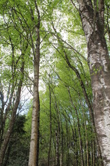 Naklejka premium foret de brocéliande