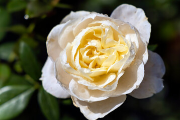 Delicate beautiful cream rose flower with water drops after rain among emerald leaves in the garden closeup