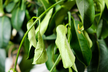 Withered jasmine leaves. Bad hoopoe for indoor plants, lack of watering © Zarina Lukash
