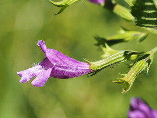Clinopodium grandiflorum, Calament à grandes fleurs