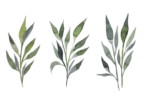 Set of watercolor design elements, branches, leaves, grass, branches drawn in watercolor, botanical illustration, isolated on transparent background, in format  PNG
