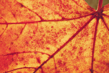 Closeup view of the orange maple leaf