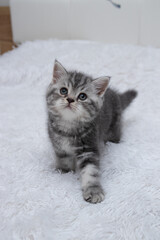 Fototapeta na wymiar Scottish straight striped kitten on a bed