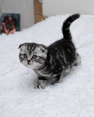 Scottish fold striped kitten on a bed