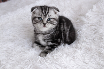 Scottish fold striped kitten