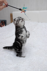 Scottish fold striped kitten playing