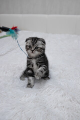 Scottish fold striped kitten playing