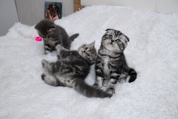 three Scottish straight-fold grey kittens