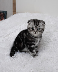 Scottish fold striped kitten