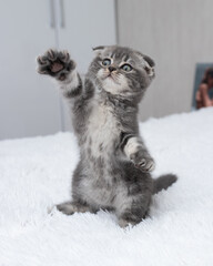 Scottish fold grey kitten playing