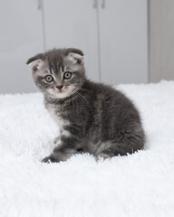 Scottish fold grey kitten