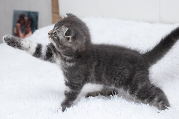 Scottish fold grey kitten