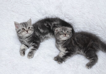 two Scottish straight grey kittens laying on a bed