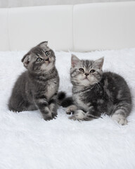 two Scottish straight grey kittens