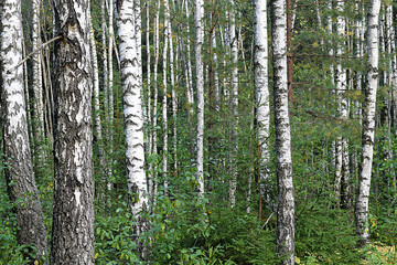 Fototapeta premium Birch forest with undergrowth, birch trunks.