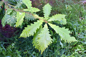 Detail of the leaves of Quercus michauxii, an ornamental tree used in landscaping. Arboretum of the University of the Basque Country. Leioa. Spain