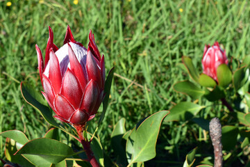 Protea cynaroides is an ornamental shrub used in landscaping