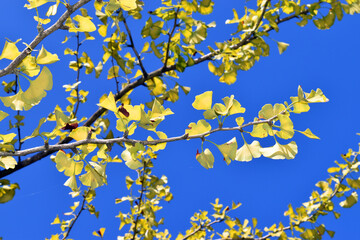 Branches of the ginkgo (Ginkgo biloba) with autumn foliage