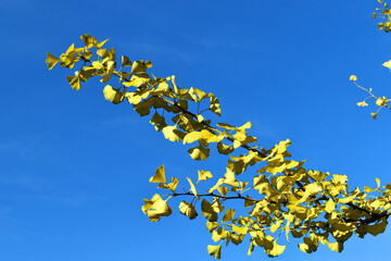 Branches of the ginkgo (Ginkgo biloba) with autumn foliage